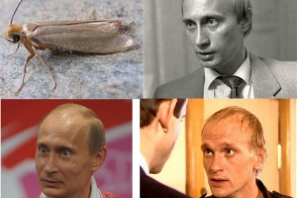 Кракен рабочее на сегодня сайт